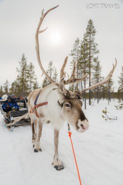 กวางเรนเดียร์ สัมผัสกับพาหนะสำคัญของคุณลุงซานต้าที่ใช้เทียมเลื่อนหิมะ มีโอกาสให้ท่านทดลองนั่งเลื่อนหิมะ (Reindeer Sleigh Safari) Santa Claus Village, Finland