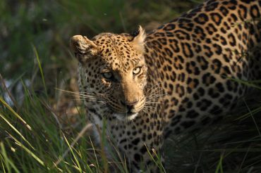เสือดาว บิ๊กไฟว์ ทัวร์แอฟริกาใต้ leopard big 5 africa