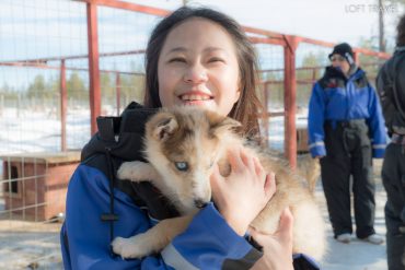Husky Safari สุนัขลากเลื่อน ฮัสกี้ หมาลากเลื่อน ทัวร์ฟินแลนด์