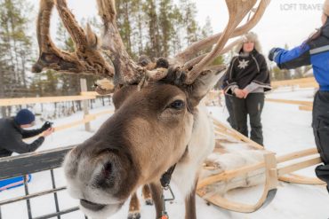 นั่งเลื่อนหิมะ (Reindeer Sleigh) ที่จะทำให้ท่านได้รู้สึกตื่นเต้นกับความเร็วในรูปแบบใหม่ พร้อมรับ REINDEER DRIVING LICENSE เป็นที่ระลึก ทัวร์ฟินแลนด์