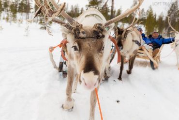 ทัวร์ฟินแลนด์ นั่งเลื่อนหิมะ กวางเรนเดียร์ (Reindeer Sleigh) พร้อมรับ REINDEER DRIVING LICENSE, Ivalo, Finland