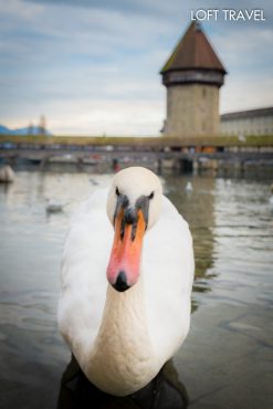หงส์ขาว White Swan และ สะพานไม้ชาเปล The Kapellbrücke (Chapel Bridge) ลูเซิร์น Lucerne ประเทศสวิตเซอร์แลนด์ Switzerland