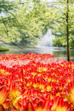 เทศกาลดอกทิวลิปบาน ณ สวนเคอเคนฮอฟ ประเทศเนเธอร์แลนด์ ฤดูใบไม้ผลิ