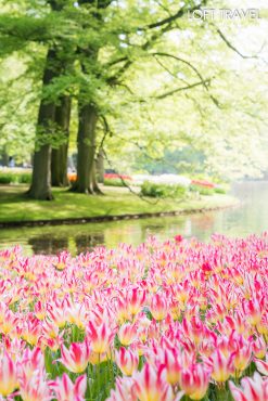 สวนเคอเคนฮอฟ (Keukenhof)