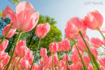ดอกทิวลิป สวนเคอเคนฮอฟ (keukenhof garden) เนเธอร์แลนด์