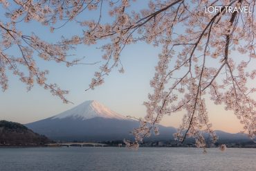 ภูเขาไฟฟูจิ ซากุระ Fuji Sakura Cherry Blossom ประเทศญี่ปุ่น Japan ทะเลสาบคาวากูจิโกะ Lake Kawaguchiko