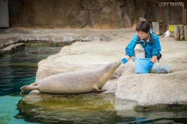 สวนสัตว์อาซาฮิยาม่า asahiyamazoo japan 01