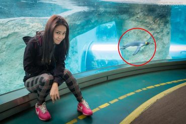 สวนสัตว์อาซาฮิยาม่า asahiyamazoo japan 03