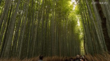 สวนป่าไผ่(Bamboo Groves) อาราชิยาม่า เกียวโต ทัวร์ญี่ปุ่น arashiyama kyoto japan tour