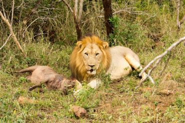 สิงโต Lion ทัวร์แอฟริกาใต้ South Africa Safari Big 5 Tour