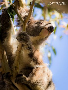 Koala Park Sydney Australia