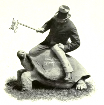 เต่ายักษ์กาลาปากอส Galapagos tortoise