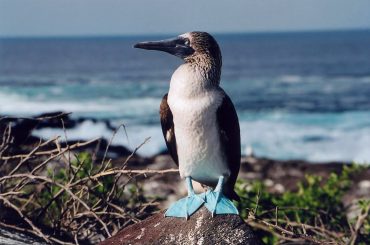 Blue Footed Boobies บู้บี้ ทัวร์หมู่เกาะกาลาปากอส Galapagos Islands